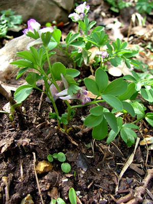 Corydalis spp.